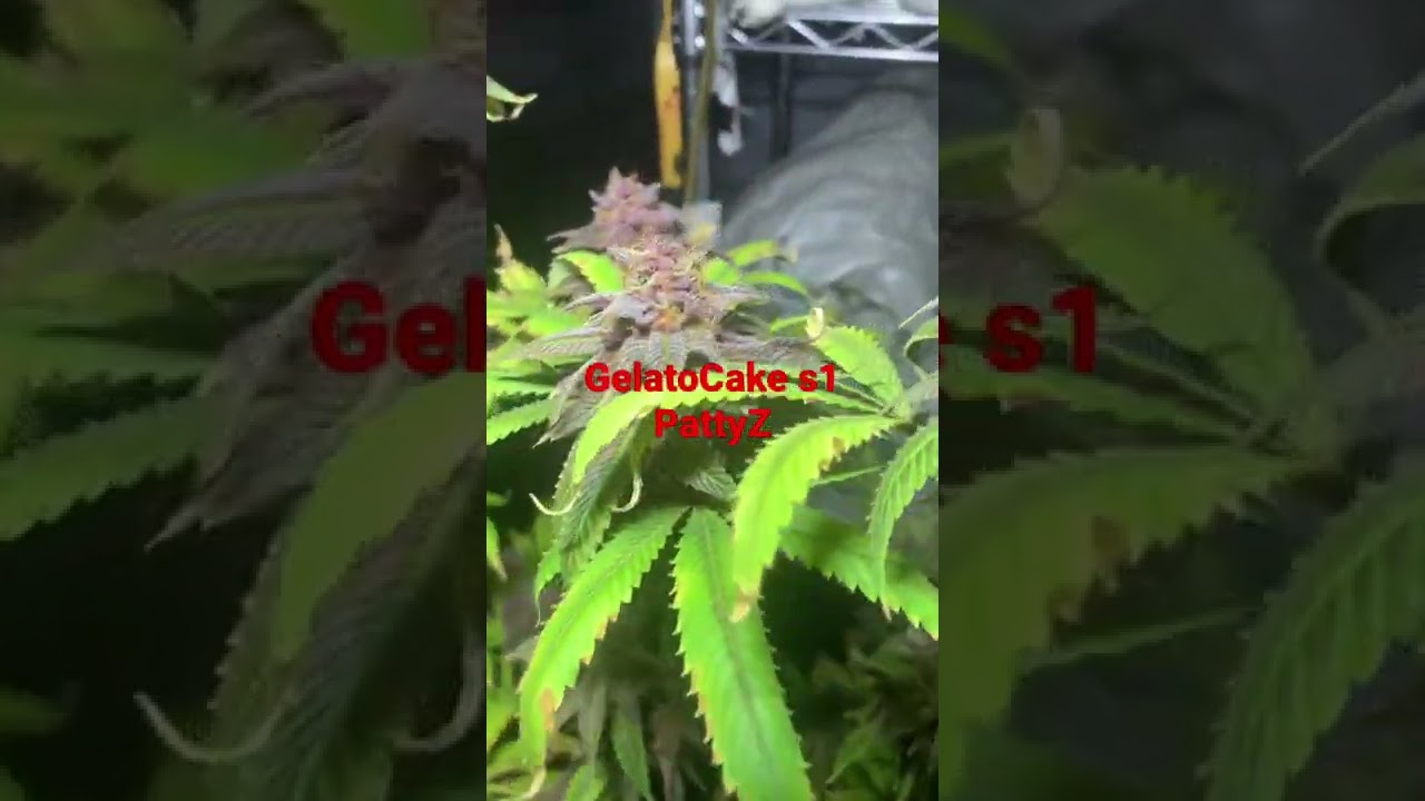 GelatoCake s1 and PattyZ on the take down