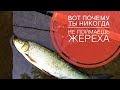 ВОТ ПОЧЕМУ ТЫ НИКОГДА НЕ ПОЙМАЕШЬ ЖЕРЕХА | ОСНОВНЫЕ ОШИБКИ