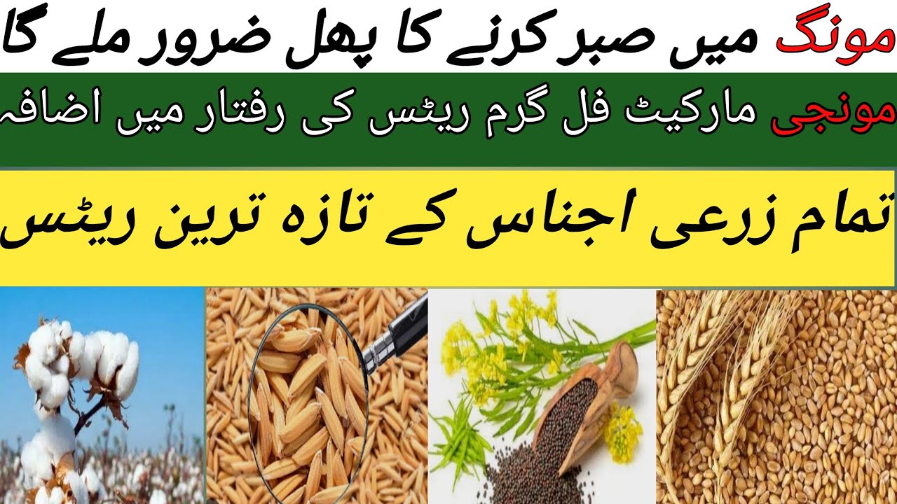 Today Moong Price In Pakistan Canola Rate Monji Market Anjas Rate today-moong-price-in-pakistan-canola-rate-monji-market-anjas-rate