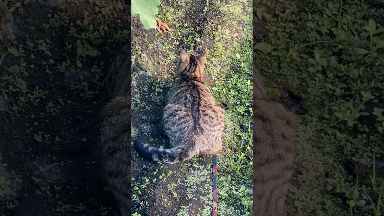 久々にスズメ発見！からのヤケクソ木登り。そして、ふてくされて動かずのトラジ。 #猫 #cat #catlife #shorts