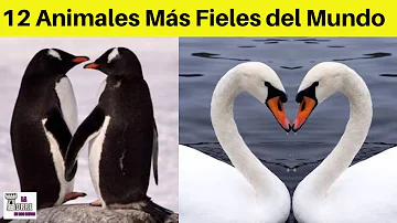 ¿Qué animal tiene más parejas?