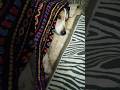 الكلب يتالم من العمليه Shorts Meme Cat Dog Cute Cute Shots اكسبلور الكلب يتالم من العمليه Shorts Meme Cat Dog Cute Cute Shots اكسبلور