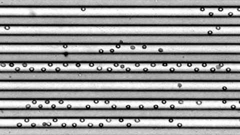 Sheathless inertial cell ordering for extreme throughput flow cytometry-ESI movie2