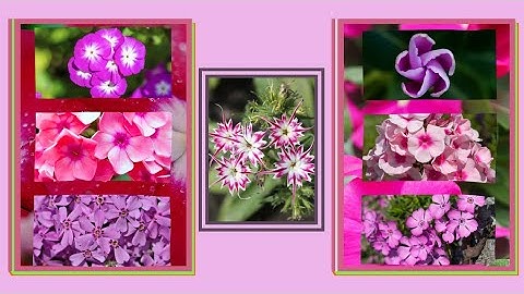 On Of The Beautiful Flowers I Ever Seen! (Annual phlox or Drummond