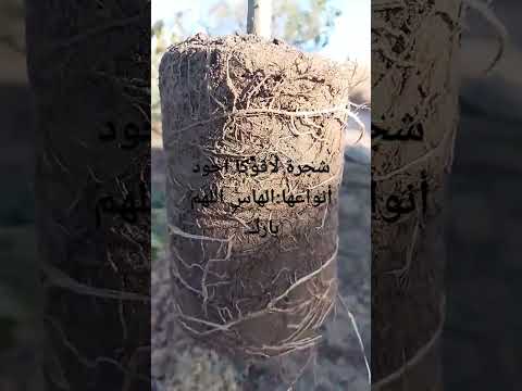 الهاس نوع من انواع أفوكا