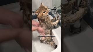 Why Do Cats Hate Water? 🐱💧
