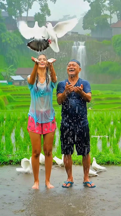 Indahnya Menerbangkan Burung Dara Saat Hujan #hujan #suarahujan #rain #nature #beautiful #gadisdesa