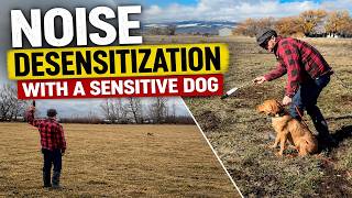 Noise Desensitization With a Sensitive Dog