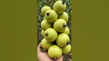 🌱Guava Gardening 101: How to Grow Guava from Scratch #fruittree #homegardening