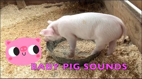 CUTE BABY PIG SOUNDS