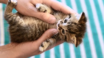 Bits and Atoms - Rediseño Uber