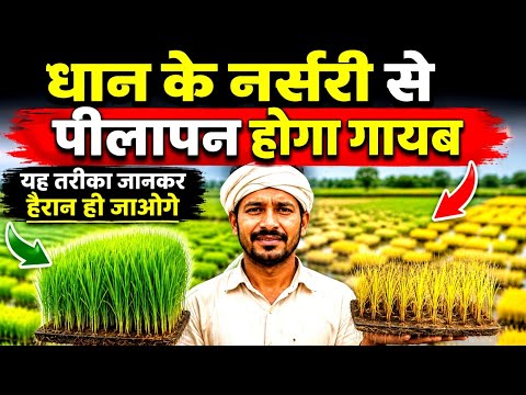 धान की नर्सरी पीली पड़ रही है? 5 मिनट में जानिए कारण और समाधान | Paddy Nursery Yellow Problem