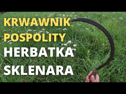 Wideo: Krwawnik Pospolity