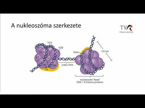 Videó: A kromatinnak vannak hisztonjai?