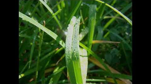 سورة البقرة بصوت القارئ سمير محمد ثابت