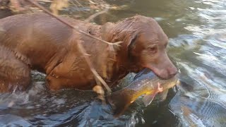 old dog catches fish like a pro