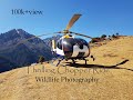 Snow leopard journey in jigme dorji national park bhutan