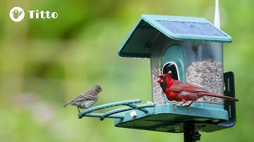 Kingsyard Solar Smart Bird Feeder with Camera | 2K HD Live View & AI Bird Species ID