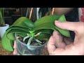 Rehabilitating Dehydrated Orchids: Semi-Hydroponics