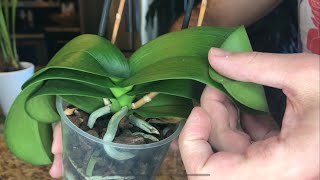 Rehabilitating Dehydrated Orchids: SemiHydroponics