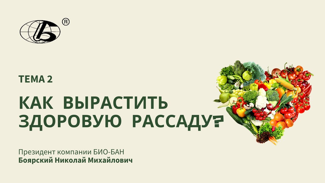 Как вырастить здоровую рассаду? - YouTube