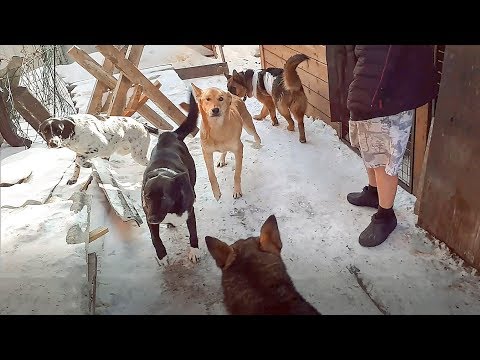 Как и почему животные попадают в приют why dogs and cats fall into a shelter Реальные события