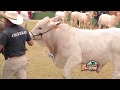 Congreso Mundial Charolais Expo Nacional Charbray Calificacion Hembras