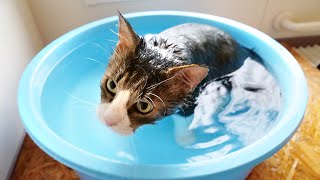 Boss Cat becomes just like flatfish at bath time!