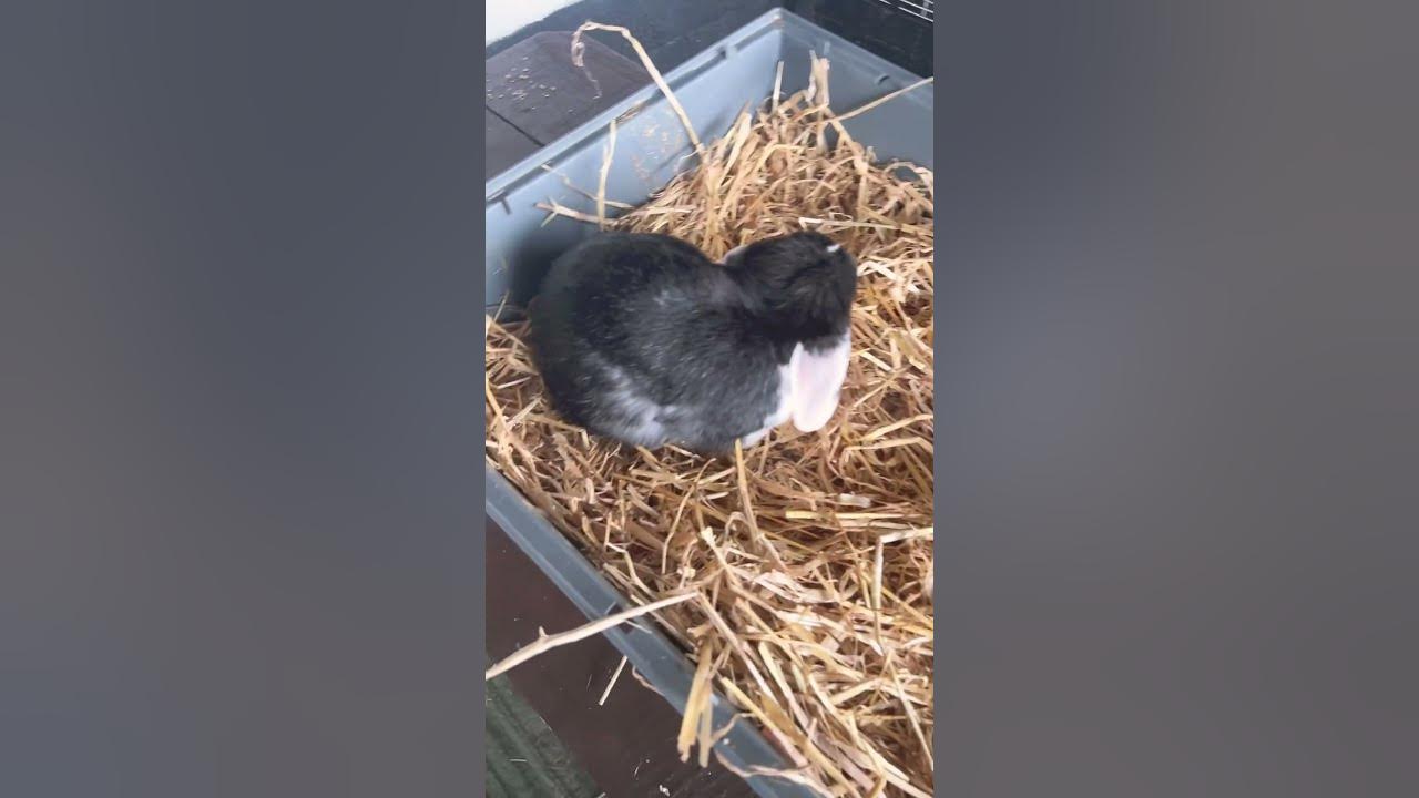Зайчики 🐰🐰🐰 - YouTube