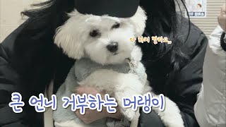 큰 언니 거부하는 잼민 머랭 / 강아지 인사 시키는 법 / 강아지 앉아, 기다려, 코, 브이, 터치 개인기 훈련