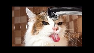 Funny Cats Compilation 2019 - Cat fails 2019 - Funny pets - 2019 HD