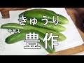 【Vlog】 ヒマ x イソ 0027 自分で育てたキュウリ 収穫その5 異型多し