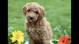 Mini Goldendoodle Puppies for Sale by Infinity Pups 16 views 1 day ago 37 seconds