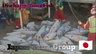 Discharge Fish... Japan Tuna Fishing Ship In Cape Town(Bongkar Ikan.. Kapal Japan Tuna)