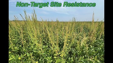 The Difference Between Target-Site and Non-Target-Site Herbicide Resistance