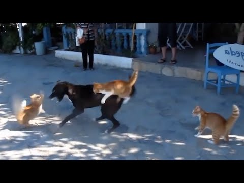 10 Perros Que Se Metieron Con Los Gatos Equivocados