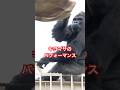 Kiyomasa's performance【東山動物園ゴリラ】 #gorilla
