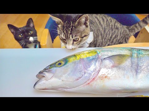 猫に巨大な魚を捌いてプレゼントした反応は？