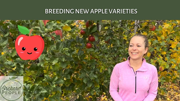 Breeding the Next GREAT Apple with apple breeder Rachel LeBlanc