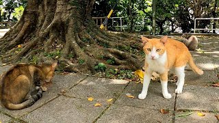 公園に行ったら猫たちは食事中でした
