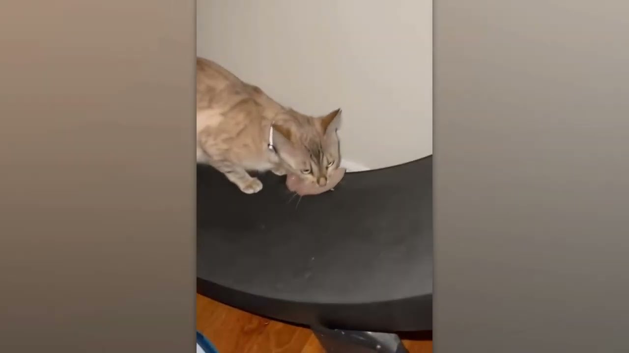 ULTIMATE CAT FAILS 2026! 😹 Funniest Bloopers & Glitches 🐾