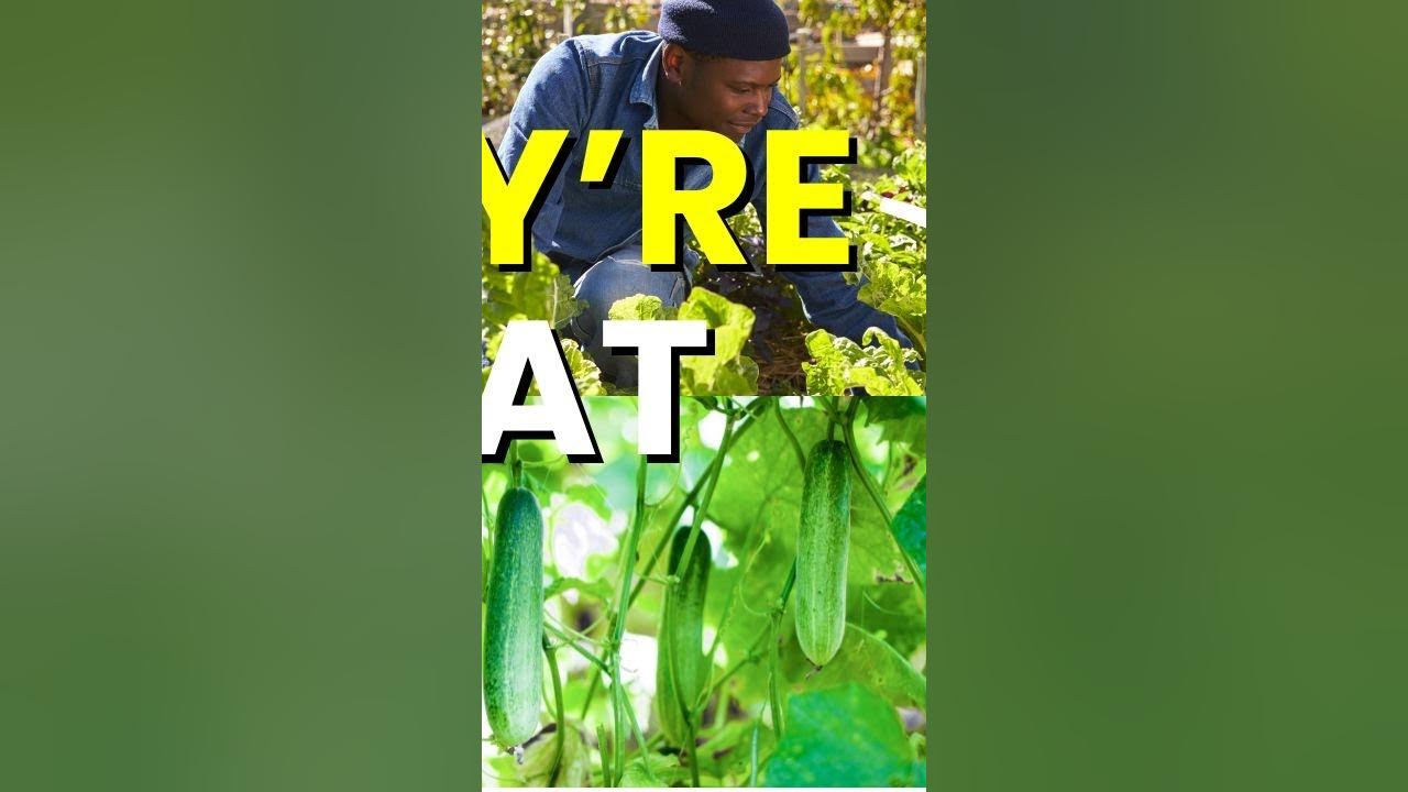 Burpless Heirloom Cucumbers Organic Gardening !!! YouTube