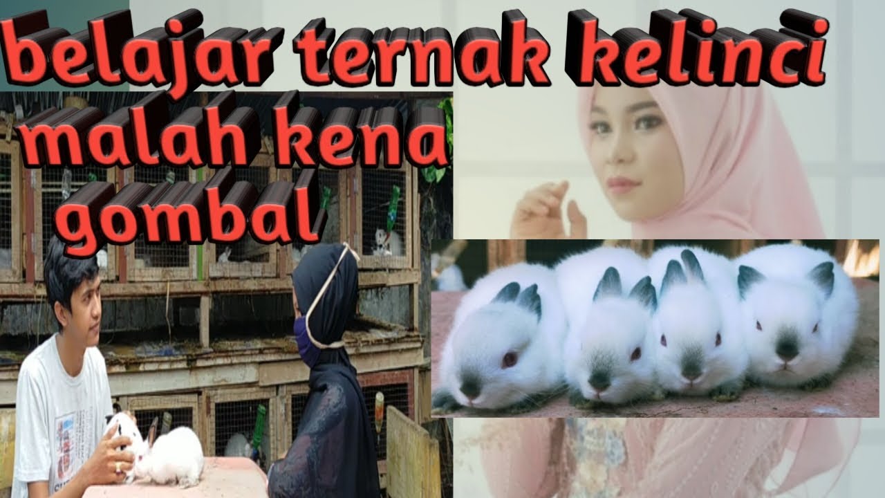 belajar ternak kelinci bagi pemula 