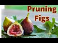 PRUNING HABITS YOU SHOULD NEVER FOLLOW    #pruningfigs #howtoprunefigs #pruningfruittrees