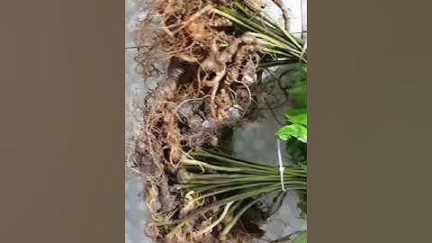 Sâm ngọc linh loại 20 đến 30 củ 1kg | Sâm Ngọc Linh KonTum