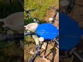 Agriculture drone spraying Paddy&#39;s field