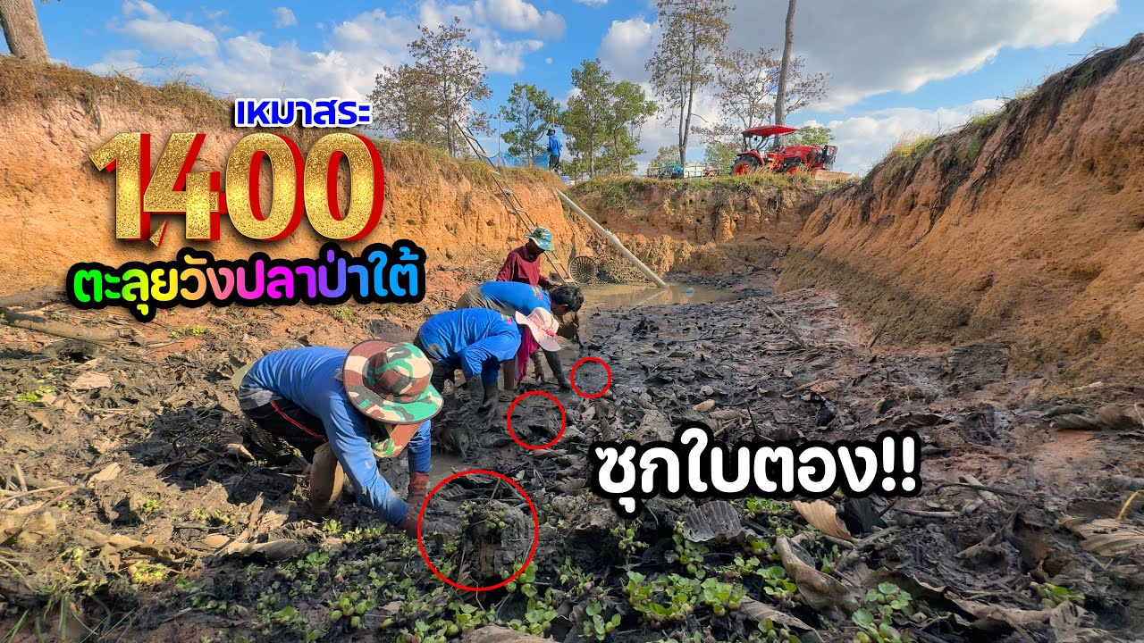 เจ๋งสุดๆ!! เหมาสระ 1,400 บาท เจ้าถิ่นเข้าแถวซุกใบตองบ้านป่าใต้ ต.ทุ่งสว่าง เหมาสระปี68 EP.15