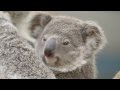 Baby Koala Weigh-in