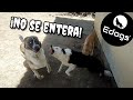 ¡Seguro que te ha pasado con tu perro! - Analizamos la situación ✅