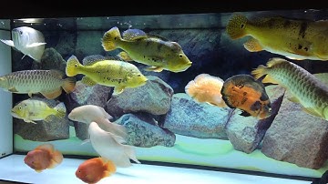 Bể cá săn mồi, bể cộng đồng...